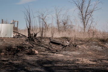 Fototapeta na wymiar burned field after a strong spring fire , black charred grass and trees destroyed by fire, caused by man