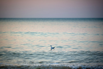 Seagulls swim in the sea at sunrise. Seascape. Black Sea