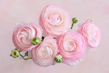 Fresh pink and white blooming ranunculus flowers, top view, close up, selective focus