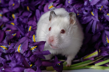 mouse and purple flowers