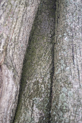 Obraz premium Texture of tree bark.