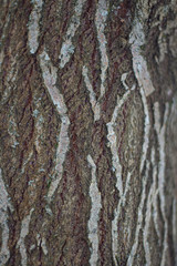 Obraz premium Texture of tree bark.