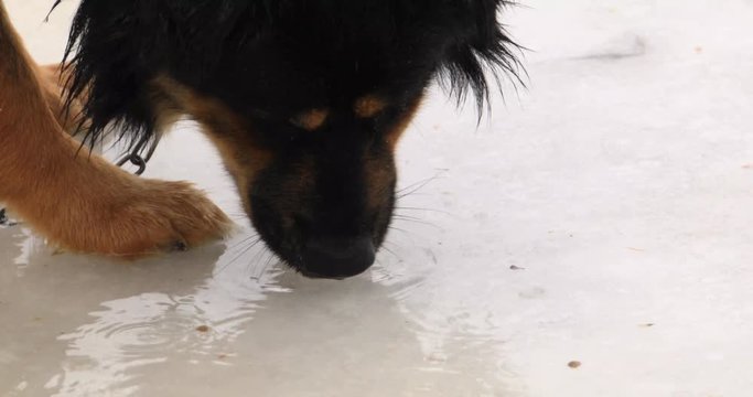 Static closeup shot of german shepard mix on a chain eating pellets in the rain. Fluffy dark dog laps up food from water from over a frozen lake