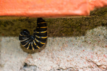 caterpillar preparing to turn chrysalis