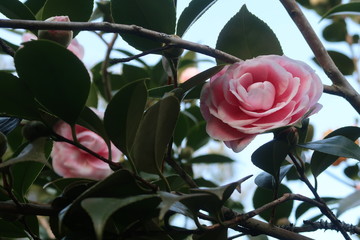 Flores de la camelia