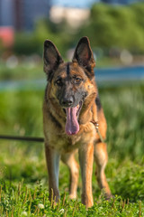 German shepherd in the summer