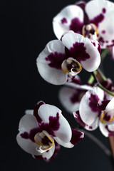 Fototapeta na wymiar Flowering branch of a beautiful orchid, phalaenopsis on a black background. Large white flowers with large purple spots. Minimalistic design