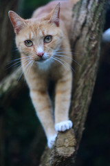 A Ginger cat climbing on a tree.