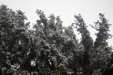 Trees in the winter. Spruce forest.