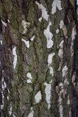 Texture of tree bark.