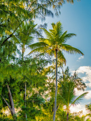 Palm tree on sunny day at Punta Cana, Dominican republic