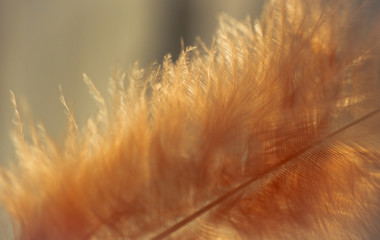 Close-up of feather in a sun light with beautiful and fragile details, soft colors, lights and...