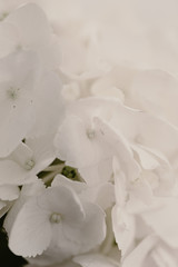 Pure white petals of Hydrangea flower. Beautiful bouquet. Mock up flower image. White background. Total white. Floral background. Fragile small flowers. Spring is coming. Spring time. Refreshing life.
