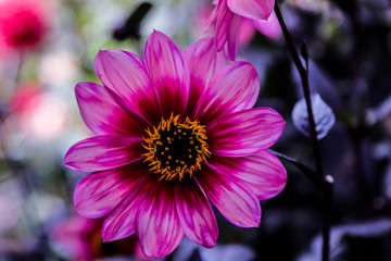 Obraz premium Close up of a pink flower on a sunny spring day