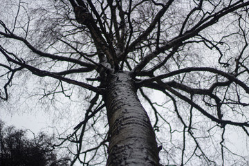 Sprawling tree. Oak branches.