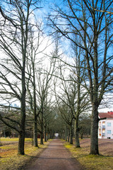 Alley with bare trees is in the park at spring.