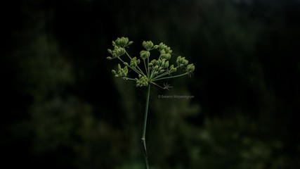 Tetaplah menjadi orang yang kuat walau berdiri sendiri