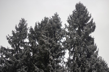 Trees in the winter. Spruce forest.
