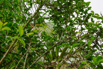 butterfly on green leaves of a tree in spring