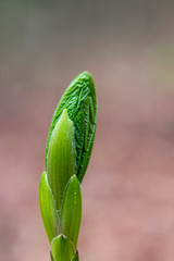 Fresh bud on blurry background