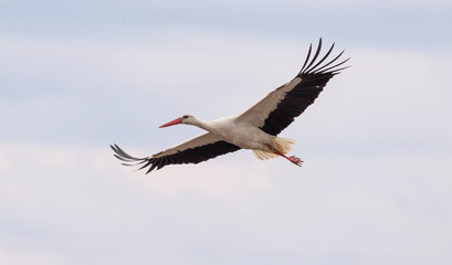 Birds - White Stork (Ciconia ciconia) in spring meadow