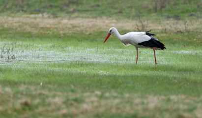 Birds - White Stork (Ciconia ciconia) in spring meadow
