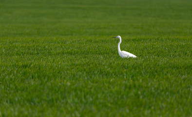  White egret in the wheat field