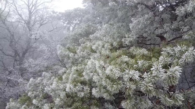 Aerial flying through frozen pine and fir trees with the snow in winter. Many tree, wood and thick forest aerial view. Helicopter drone footage.