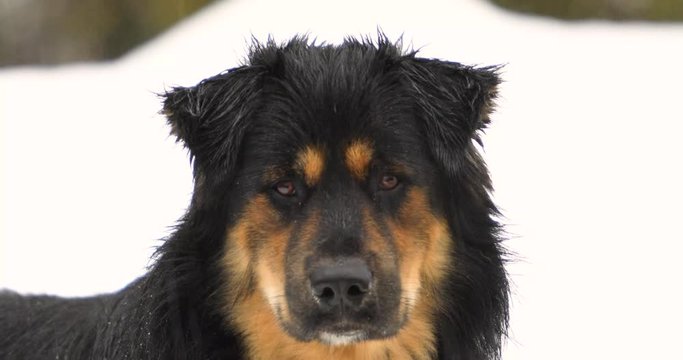 Hand held closeup shot of german shepard mix standing in the rain tilting its head from side to side. Out of focus in the background a snowbank in the forest