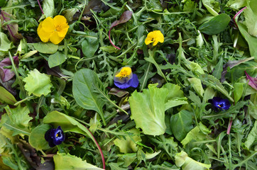 lettuce different greens mix salad  with violets 