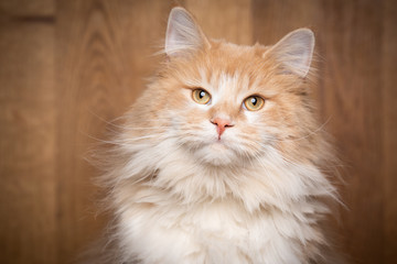 studio portrait of a beige maine coon cat looking at camera in front of wooden background