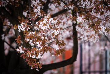 Fototapeta premium Beautiful Japanese cherry blossoms in spring