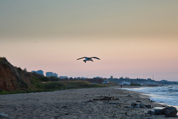 Fototapeta na wymiar A seagull flies over the sea. Beautiful dawn sunrise at sea. Seascape.