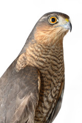 birds of prey - the sparrow hawk (Accipiter nisus)