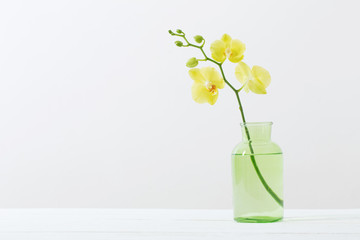 yellow orchids in vase on white background