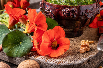 Detail of fresh Tropaeolum majus flowers with homemade nasturtium pesto