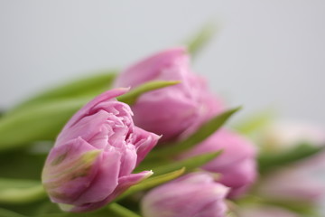 Obraz premium pink tulips on white background