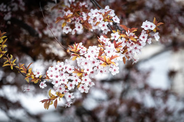 Beautiful Japanese cherry blossoms in spring