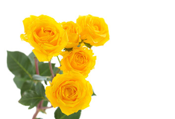 orange and yellow beautiful roses isolated on white background