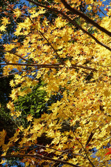 日本楓の紅葉風景