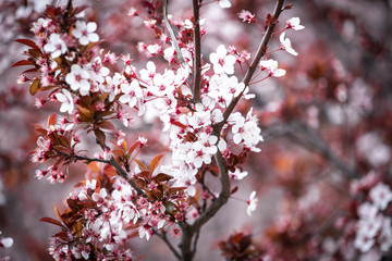 Beautiful Japanese cherry blossoms in spring