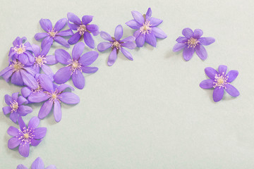 spring violet flowers on green background