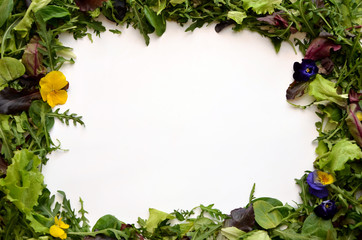 frame of green leaves and violets lettuce different greens mix salad