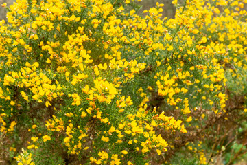 Obraz premium Yellow Gorse Flowers