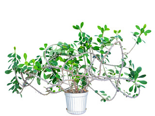 A Plant of Euphorbia Mile, With Intricately Braided Branches in A Home Collection. Isolated On White Background