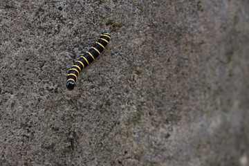 caterpillar walking on the wall