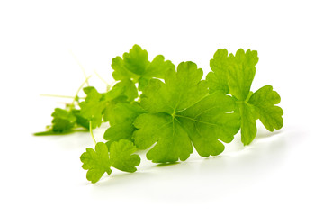 Fresh organic parsley, isolated on white background