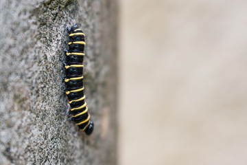 caterpillar walking on the wall