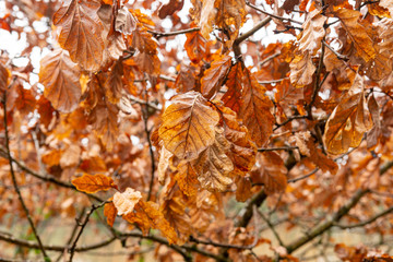 Brown leaves