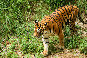 Obraz premium Tiger in the forest, Tiger walking closeup